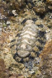 Chiton on the shore. D200, 105mm. by Derek Haslam 